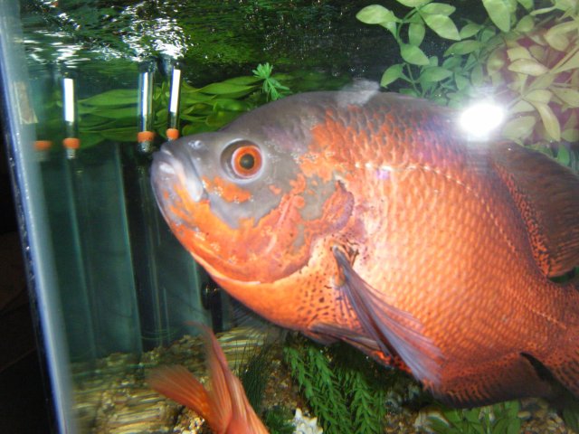 DSCF2627.JPG