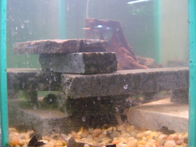 mice 139.jpg mice 139.jpg