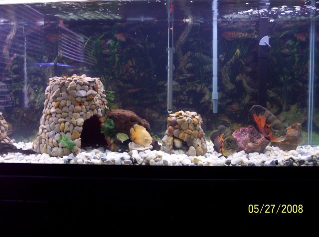 user87245_pic1563_1218072313.jpg
