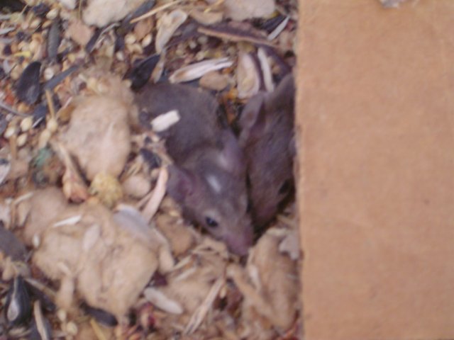 mice 155.jpg