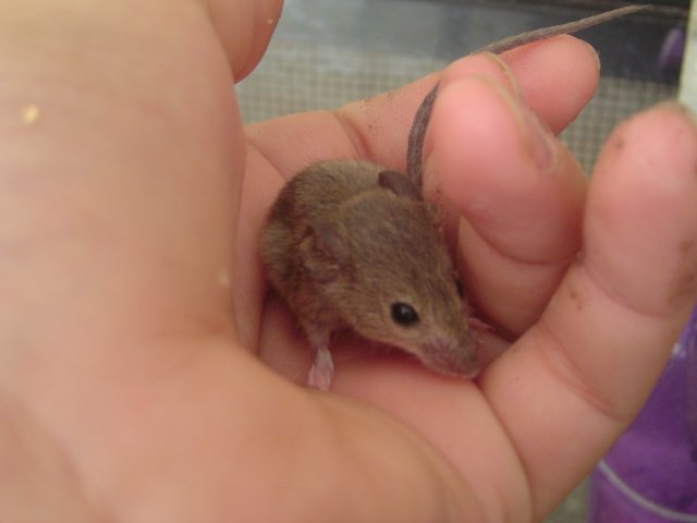 mice 156.jpg