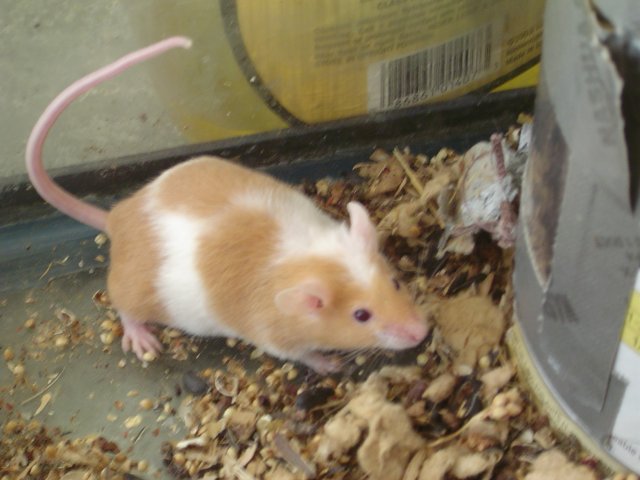 mice 157.jpg