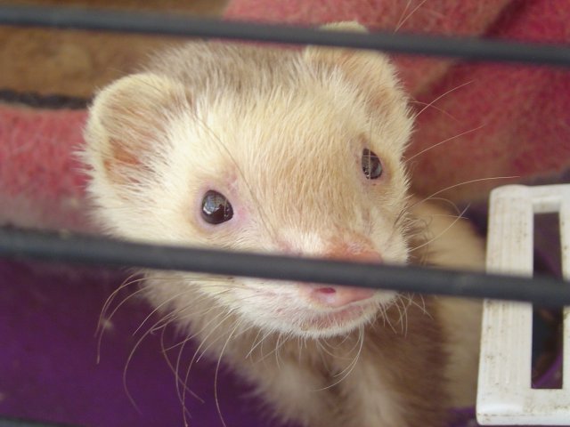 mice 158.jpg