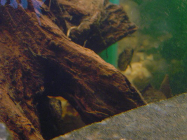 mice 153.jpg