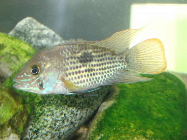 Blue Acara 006.jpg