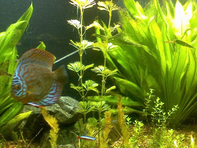 cabomba 005.jpg
