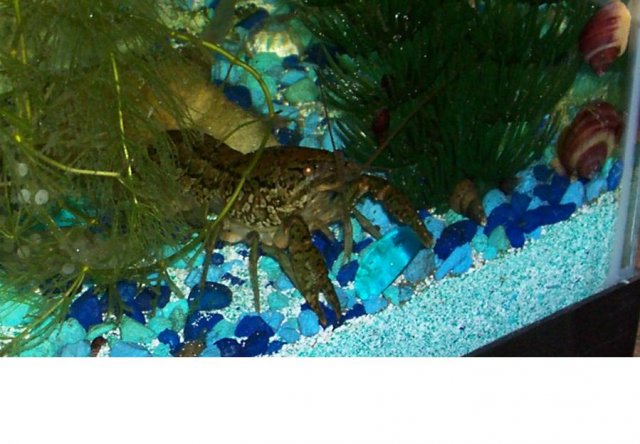 Marley after her 9-3-08 Moult.JPG