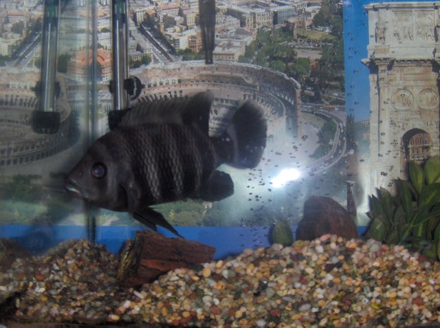 Cichlid.JPG