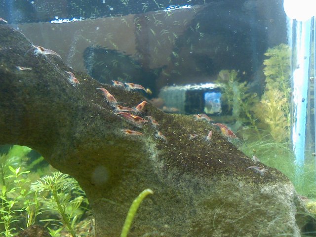 shrimp 001.jpg