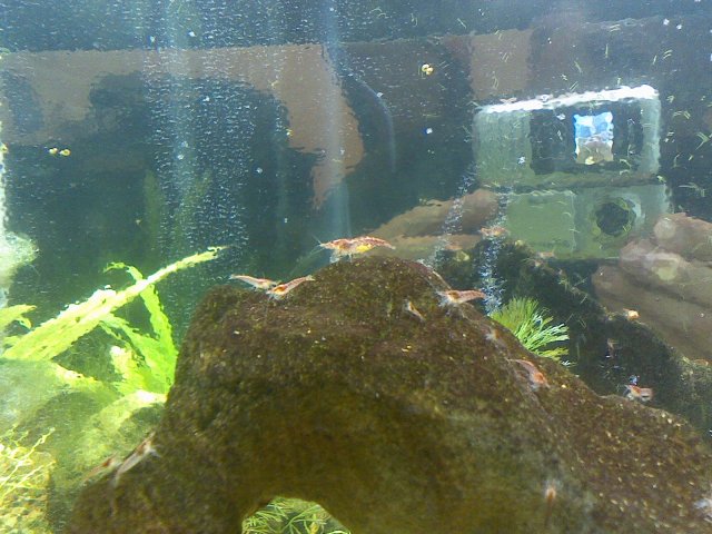 shrimp002.jpg