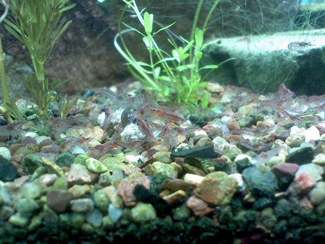 shrimp 004.jpg
