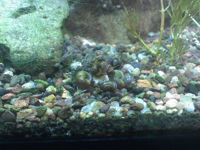 snails001.jpg