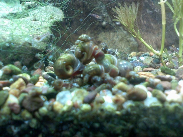 snails 002.jpg