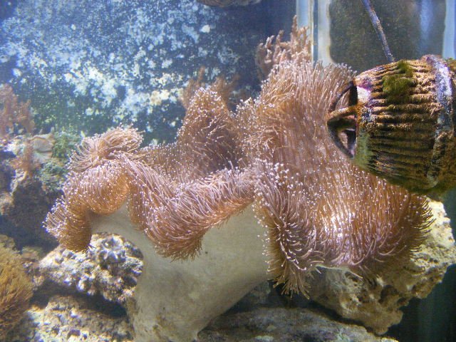 2008_0910tanksept0013.JPG 2008_0910tanksept0013.JPG