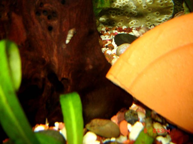 Snail-in-38-Gallon-Rainbow-09-10-08.jpg Snail-in-38-Gallon-Rainbow-09-10-08.jpg