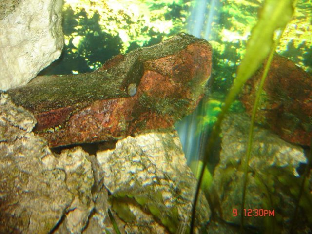 A-small-snail-in-55-gallon-09-01-08.jpg A-small-snail-in-55-gallon-09-01-08.jpg