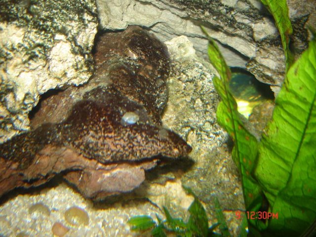 Small-round-snails-in-55-gallon-09-10-08.jpg Small-round-snails-in-55-gallon-09-10-08.jpg