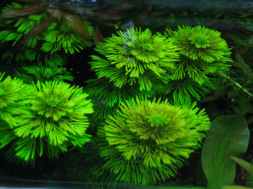 17 Aug 2008 3.jpg