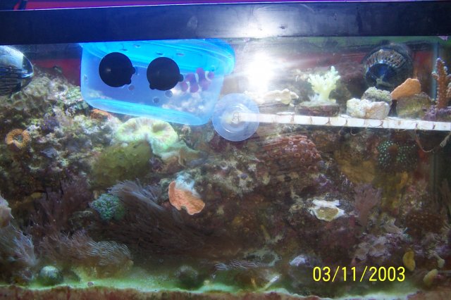 clown fish in box 001.JPG