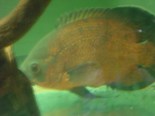 DSC00025.JPG
