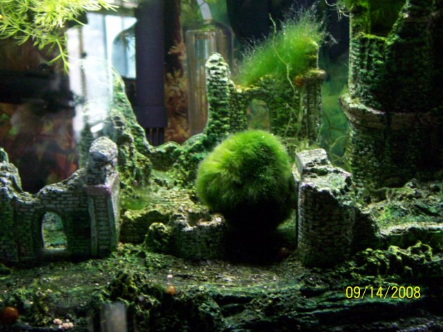 moss balls 001.jpg
