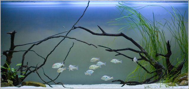 geophagus show tank1.jpg