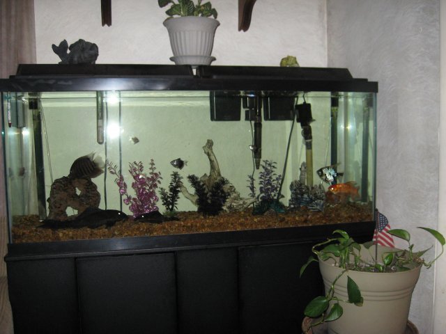 gold fish 037.jpg