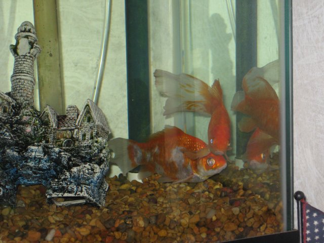 gold fish 039.jpg