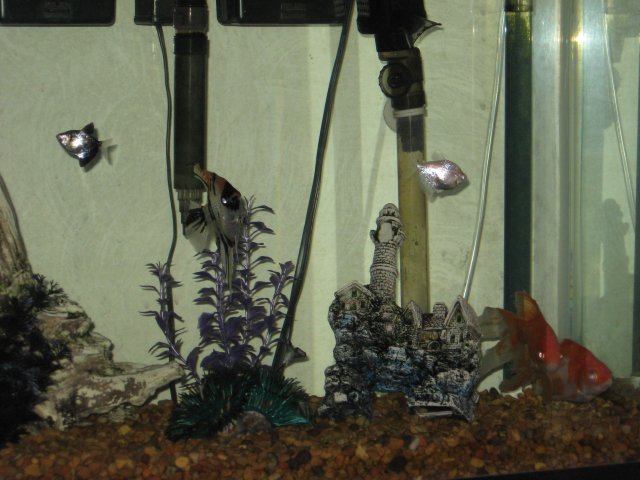 gold fish 041.jpg