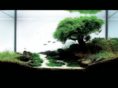 aquarium tree.jpg