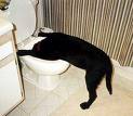 toilet.jpg