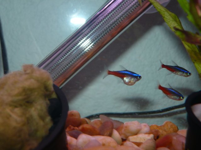 P1000241.JPG