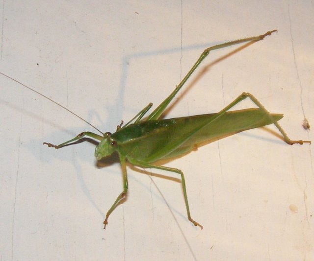 grasshopper.JPG