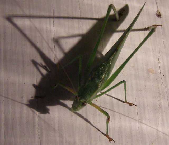 grasshopper2.JPG