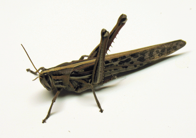American-Birdwing-Grasshopper.gif