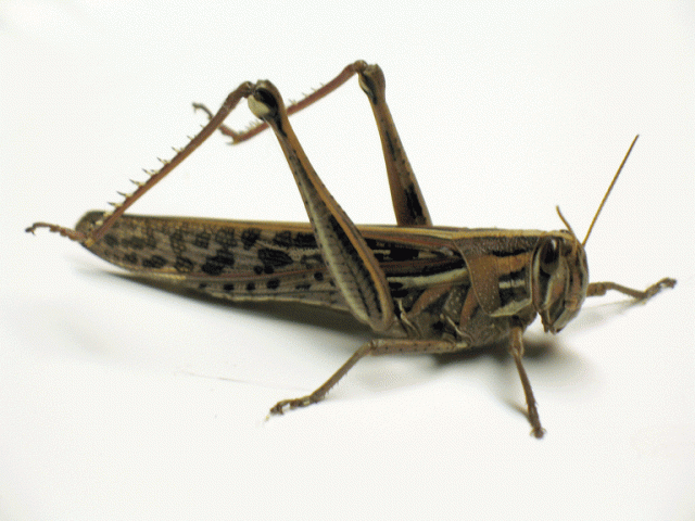 American-Birdwing-Grasshopper2.gif
