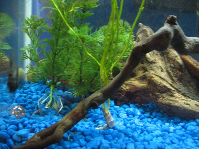 Plants 003.jpg