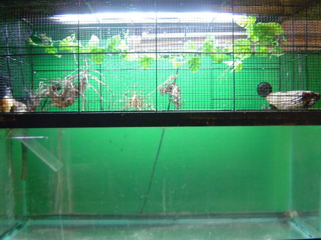 mice 001.jpg