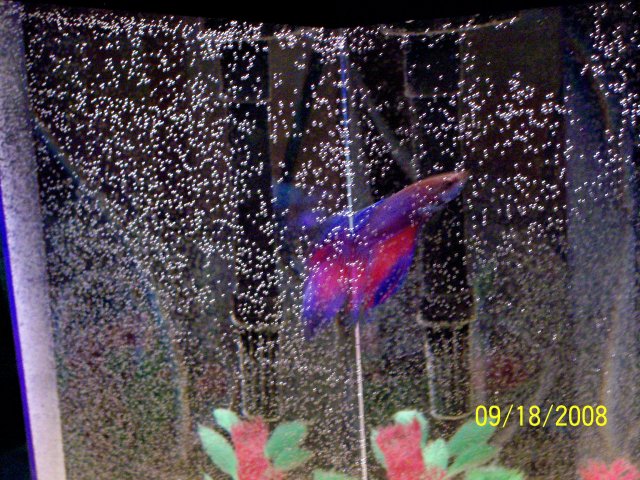 000_1010.jpg 000_1010.jpg
