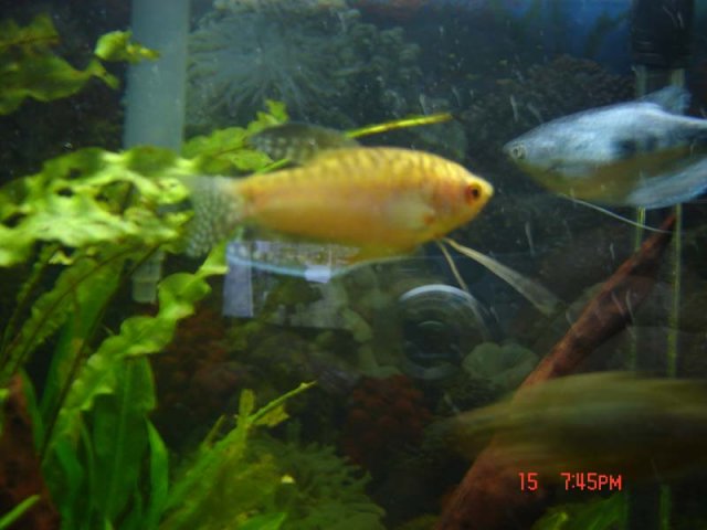 Gourami-Duo.jpg