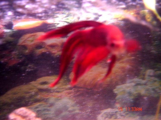 Male-Betta-08-17-08.jpg