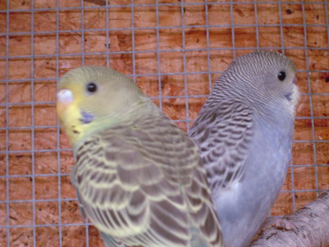 mice 055.jpg