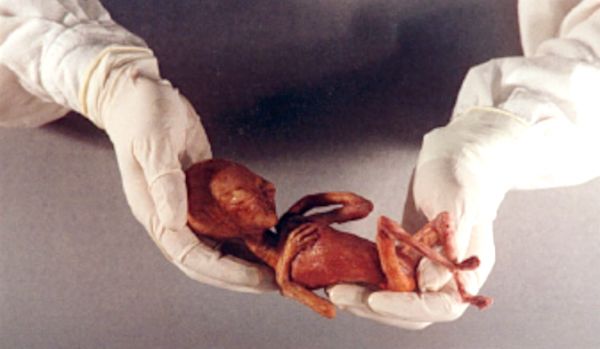 normal_Alien_Hybrid_Embryo_1.jpg