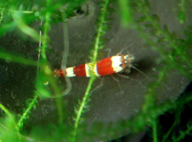 DSC02222.JPG