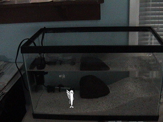 DSC00673 with mudskipper.png