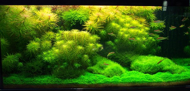Planted tank 4.jpg