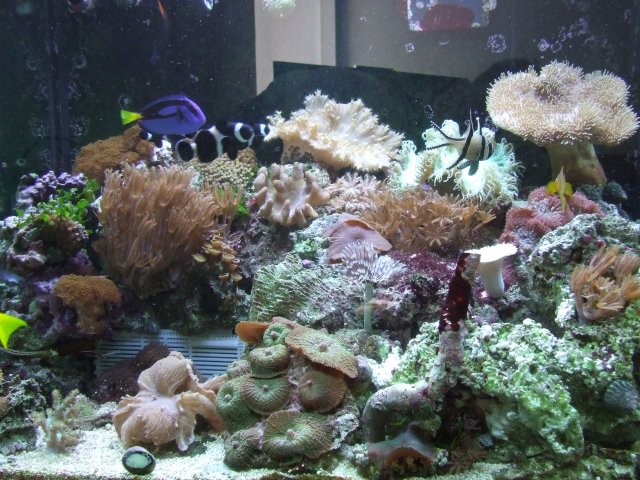 new fish pictures ref tank 009.JPG