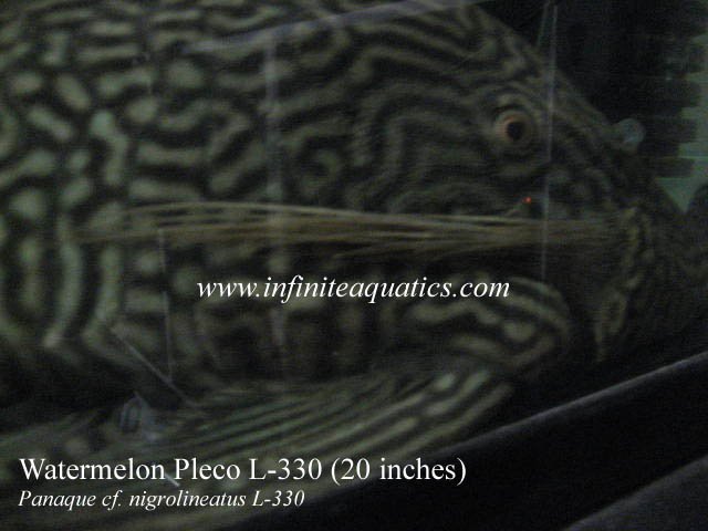 Watermelon Pleco L330 Giant.jpg