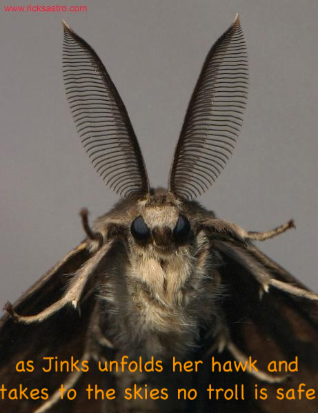 900_moth-2.jpg