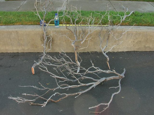 wood.JPG